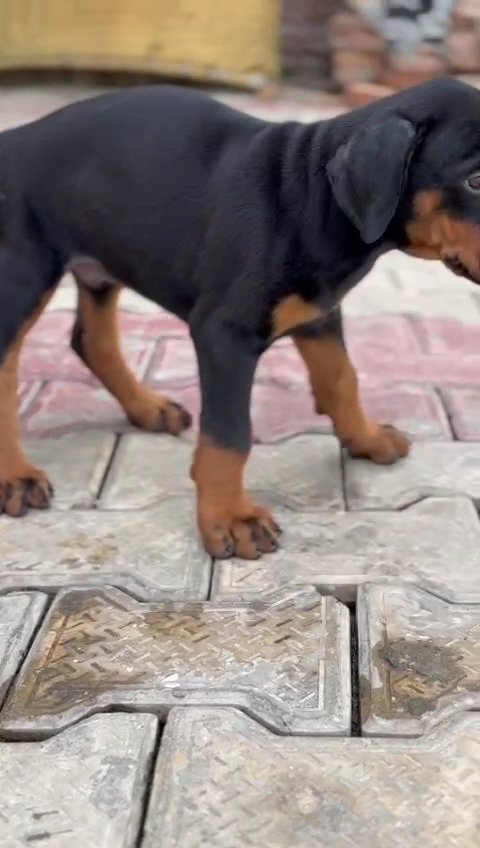Vrinda Pet ShopPet - Photo 2
