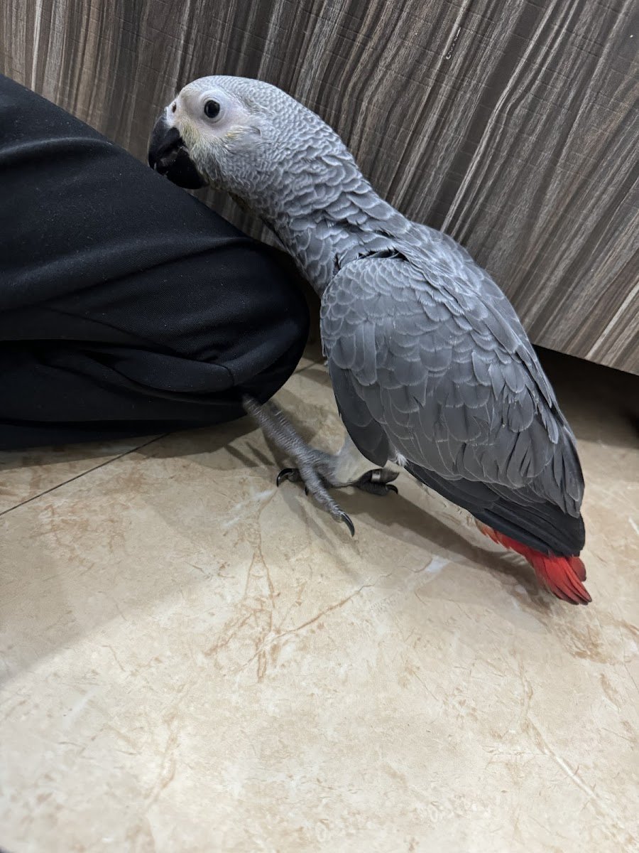 Viraaj Pets - Photo 2