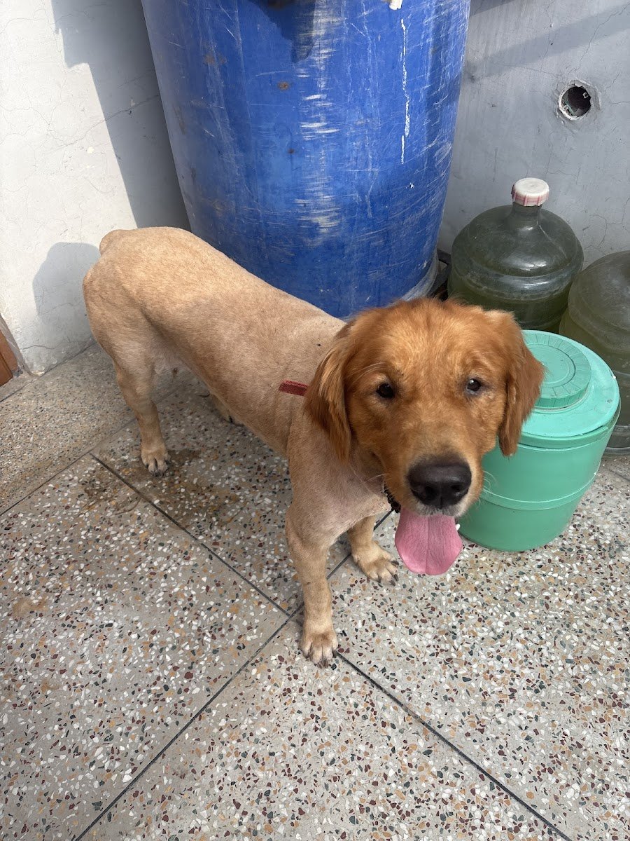Patmypets - Photo 2