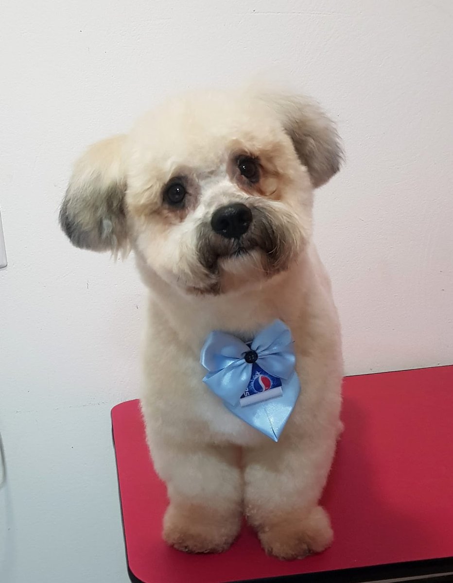 Agro Pet Scooby