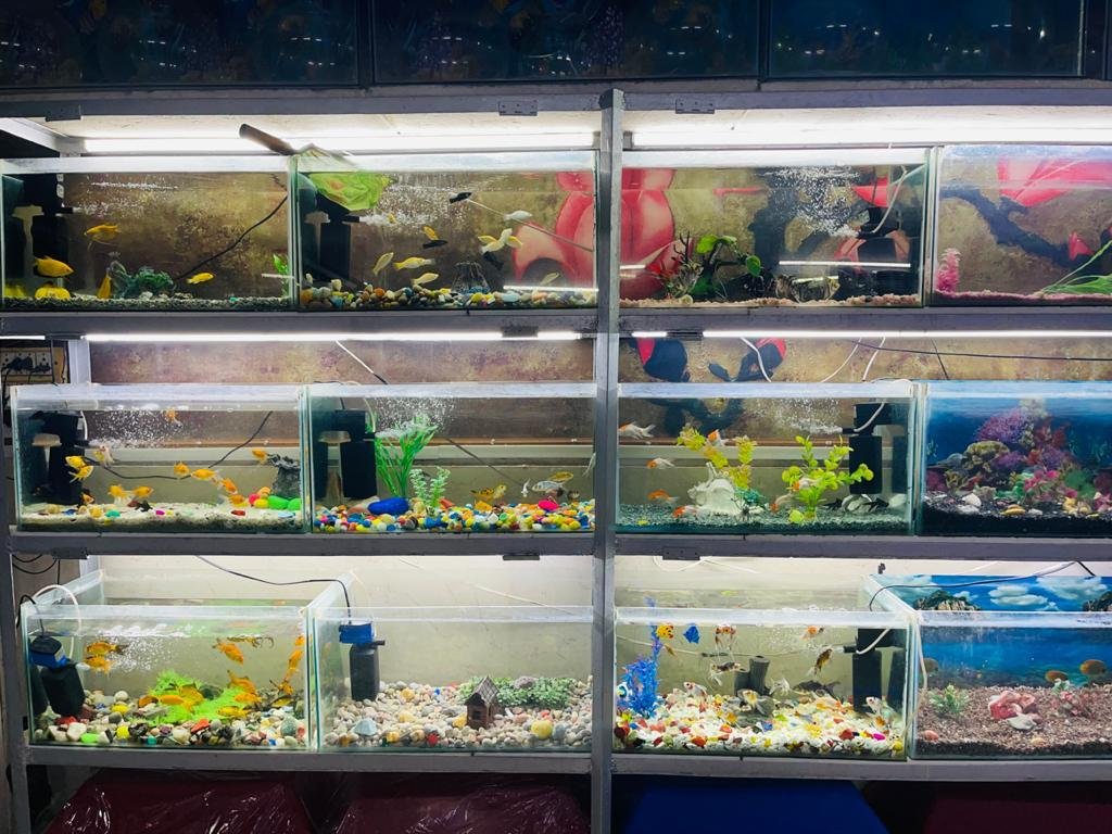 C Queen Fish Home - Photo 2