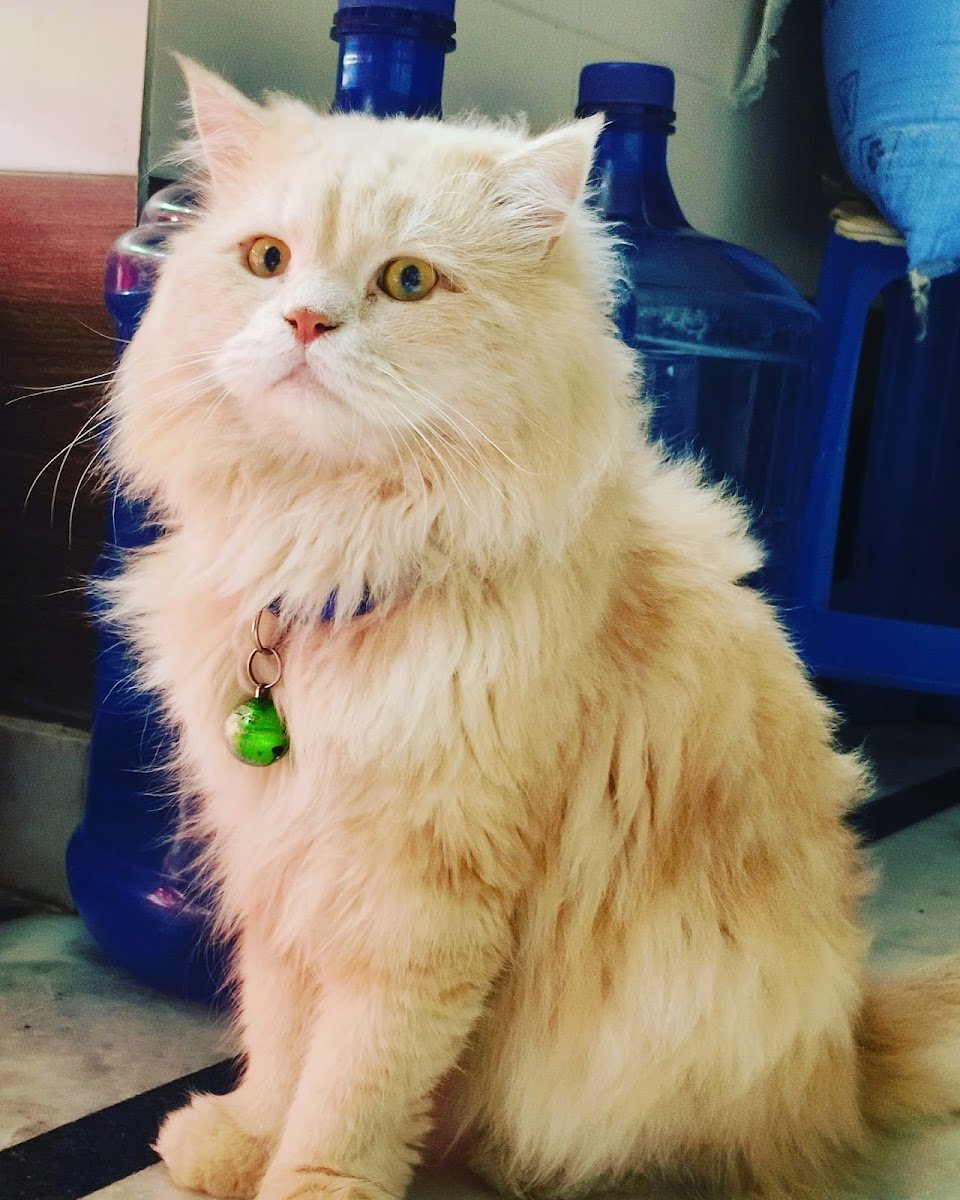 Mr.COCO Persian Kittens Breeder - Photo 2