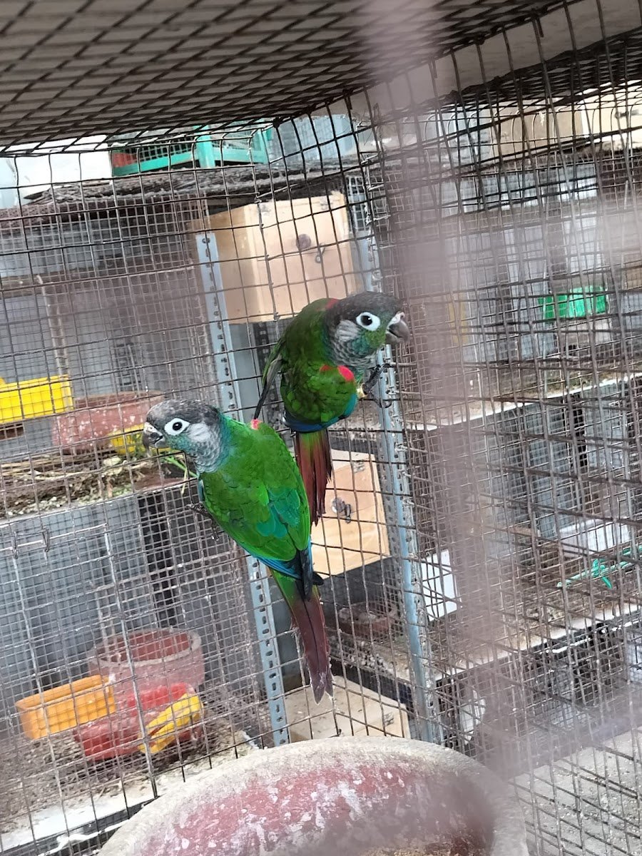 SanVi Pets - Photo 2