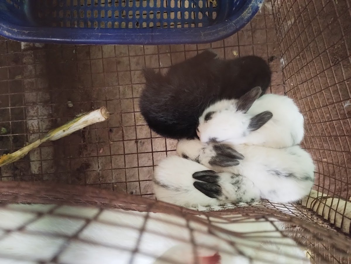 Riya rabbit farm - Photo 2