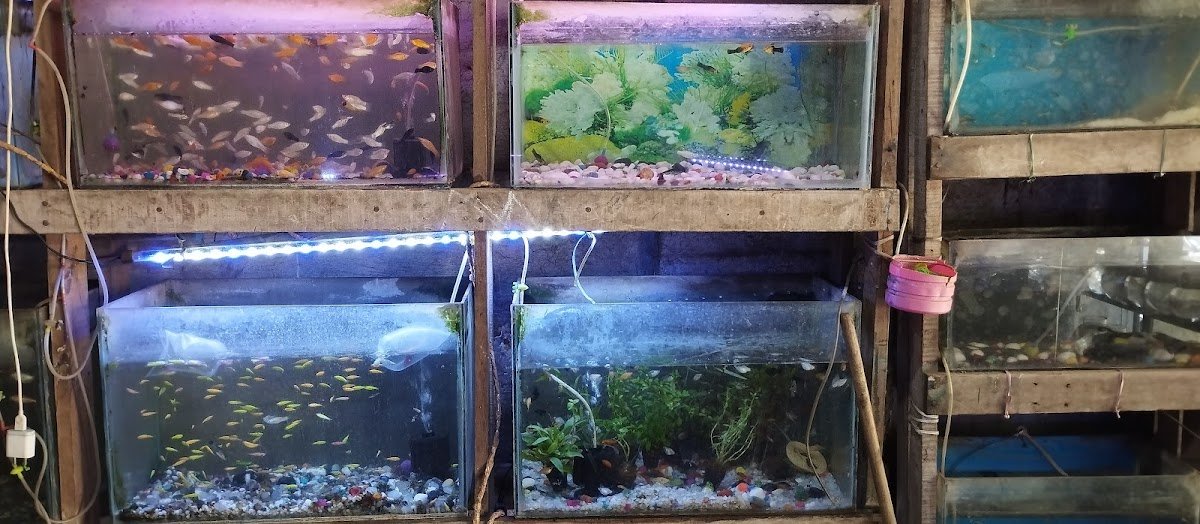 AG aquarium - Photo 2