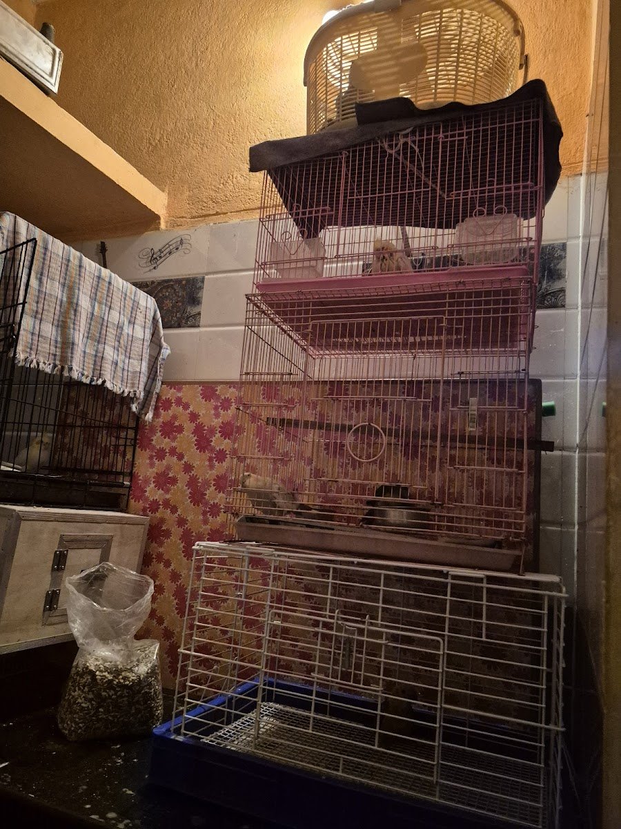 Sheik pets paradise - Photo 2