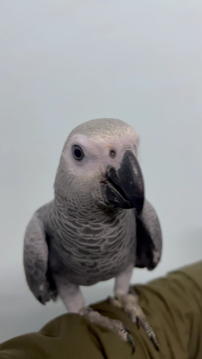 TINY WINGS AVIARY - Photo 2