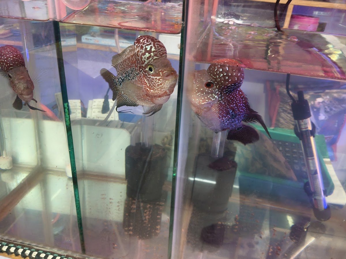 Siva aquarium - Photo 2