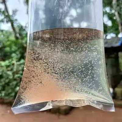 Moina Culturing farm - Photo 2
