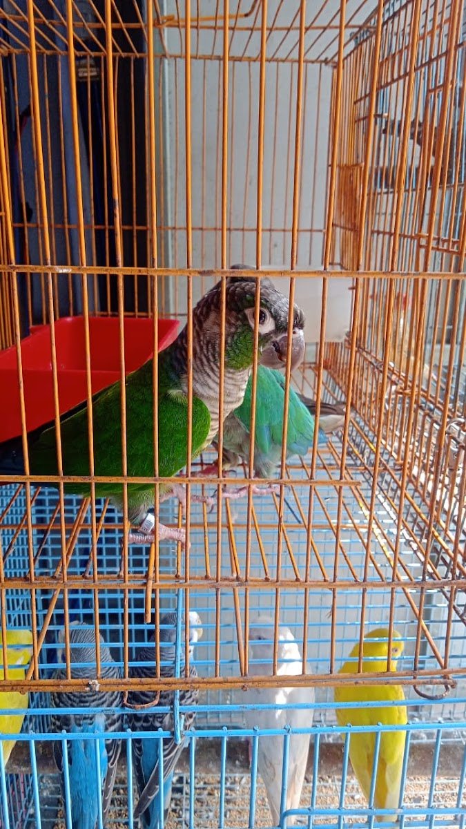 PETZONE - Photo 2