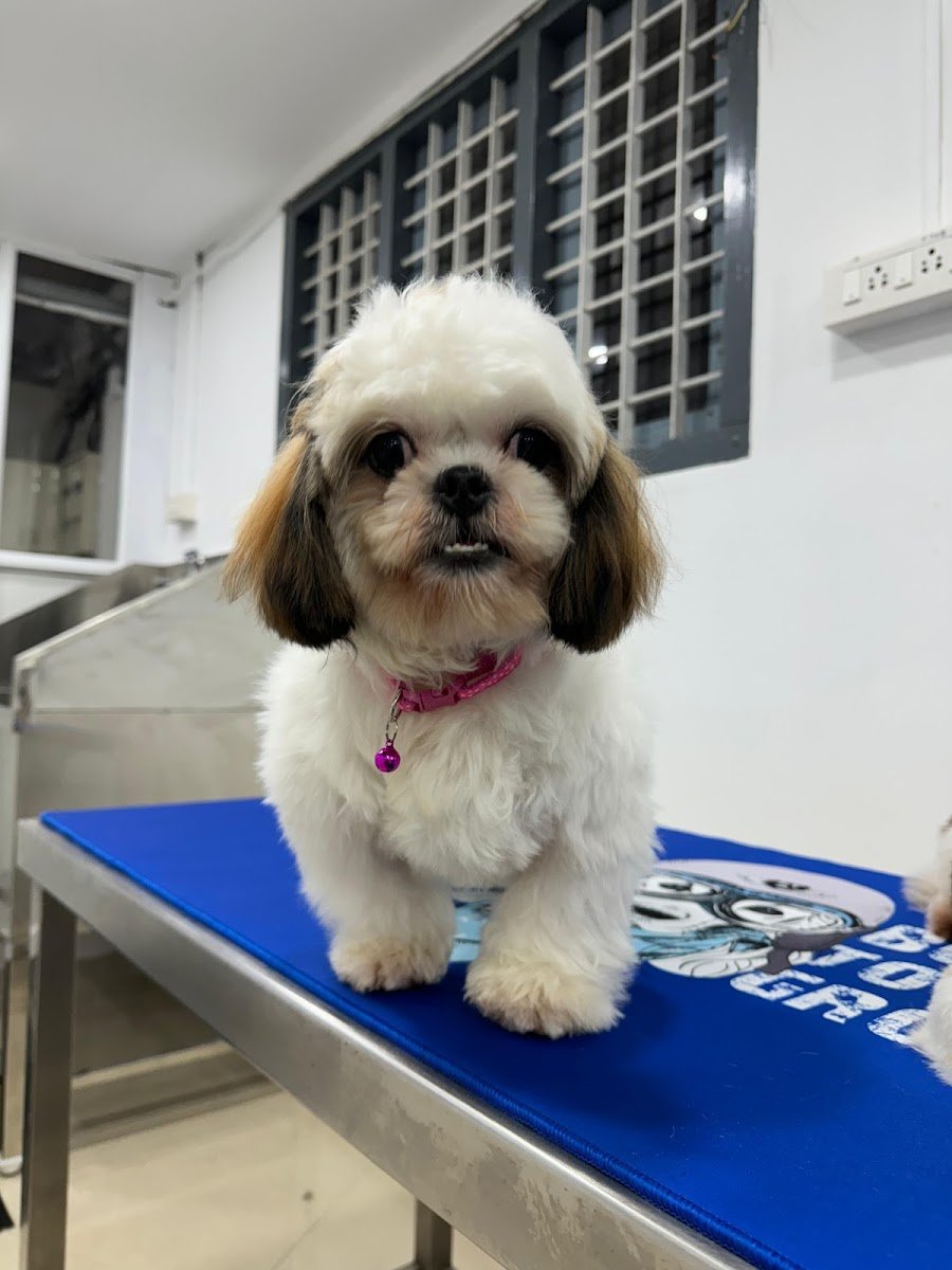 Betterpaws - Photo 2