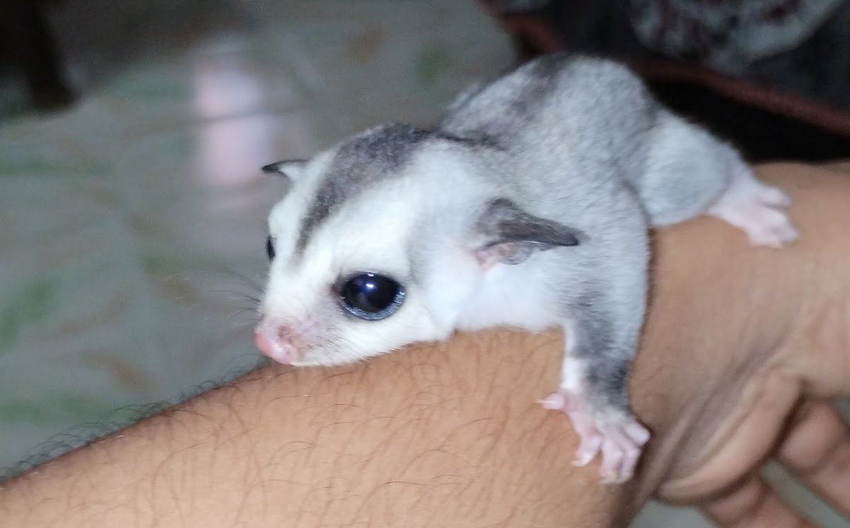 Santiago pets - Photo 2