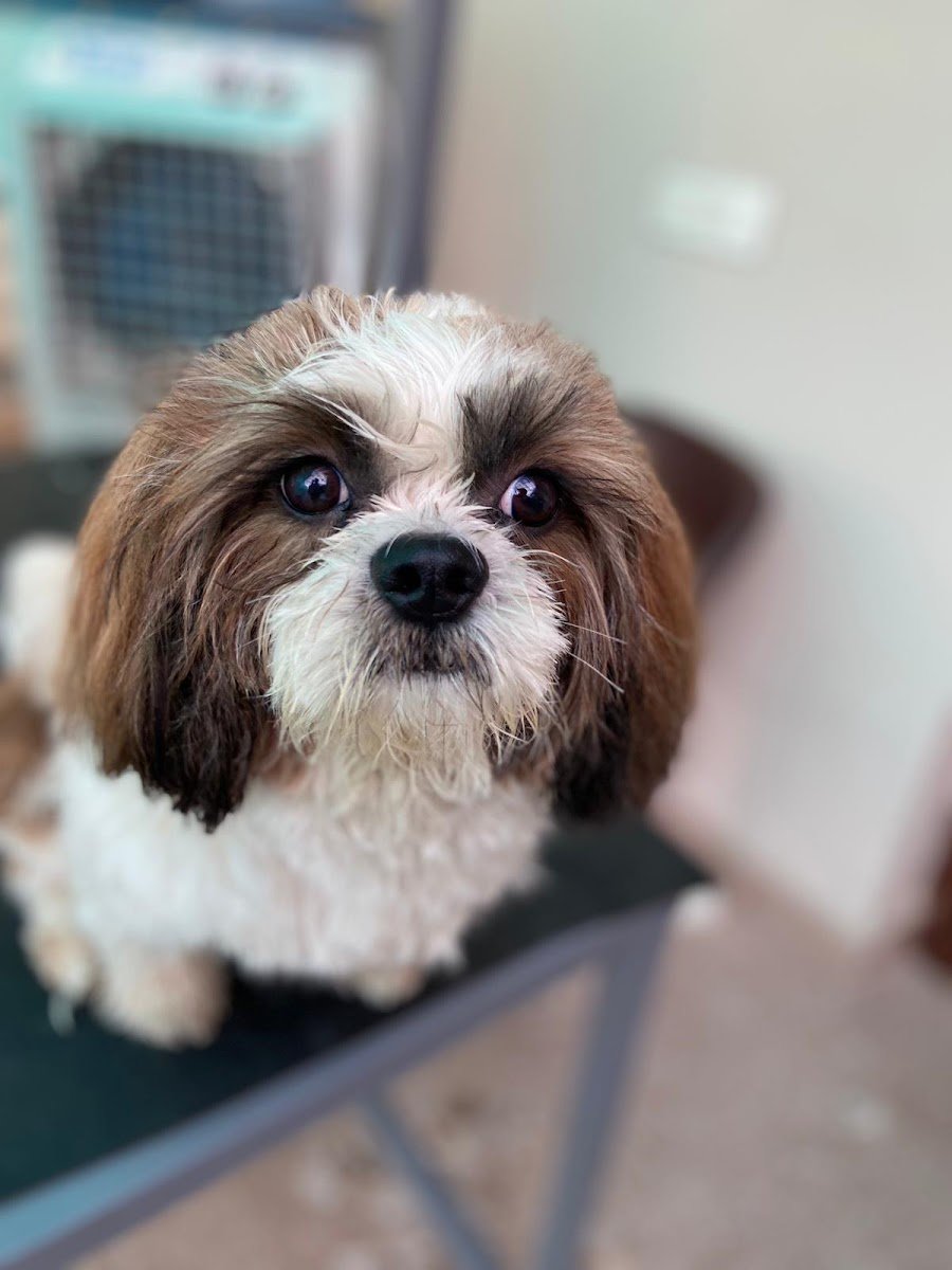 Pet’s Friend - Photo 2