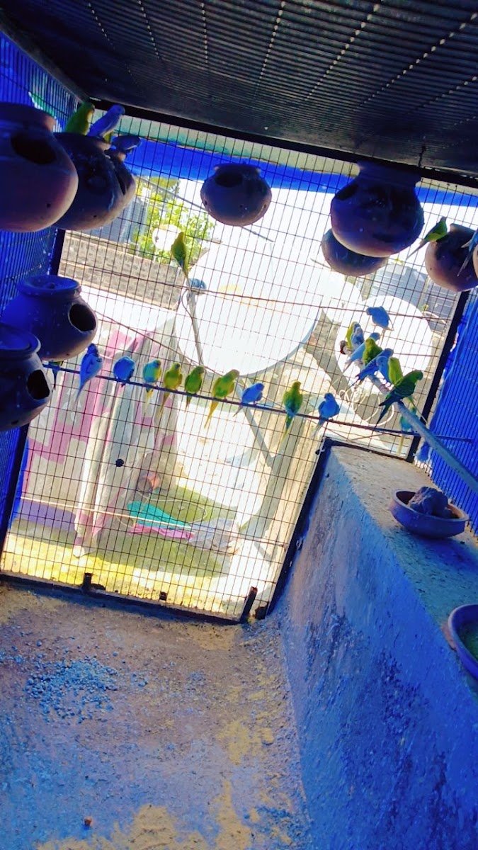 Deepak bird shop - Photo 2