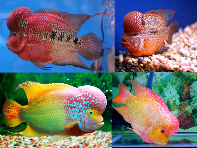 Chandigarh fish aquarium Corner - Photo 2