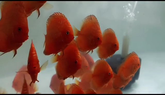 Acro Pet World - Photo 2