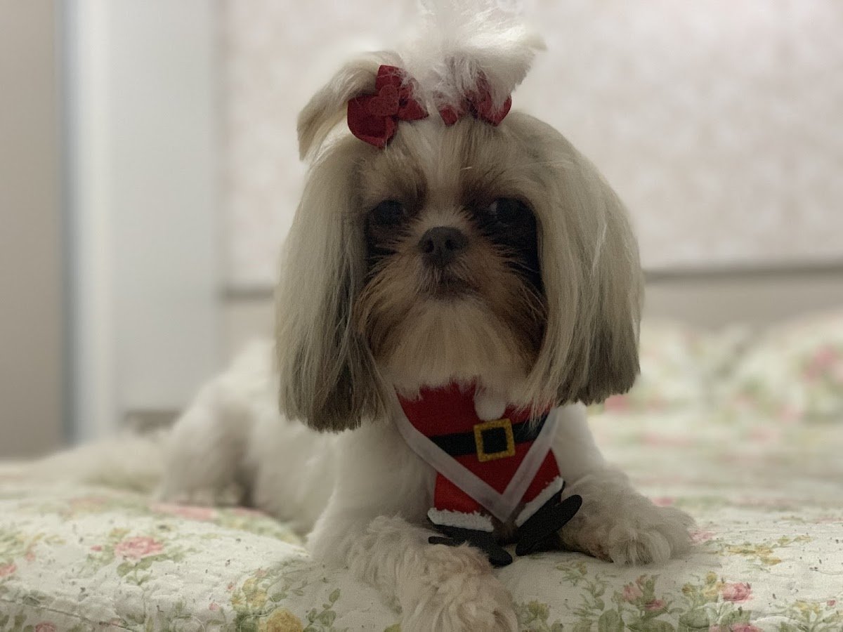 Clinica Veterinária Reiter