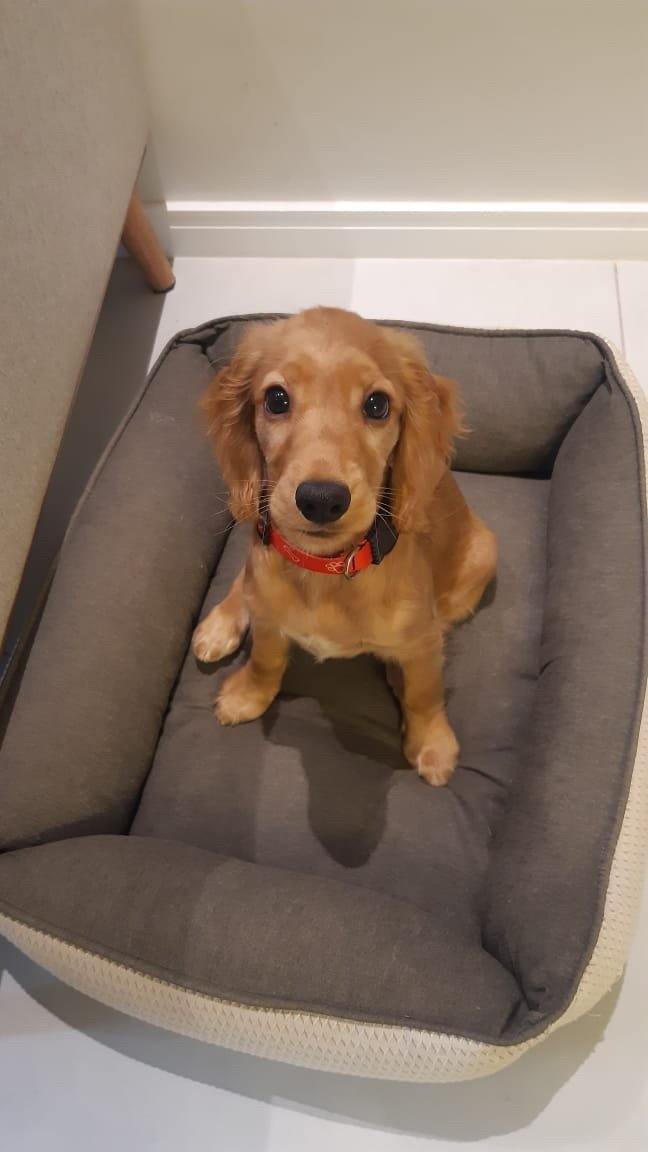 Veterinary Center Animal World