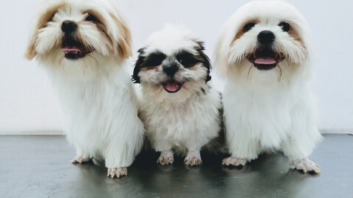 VITAL PET CLINIC - Photo 2