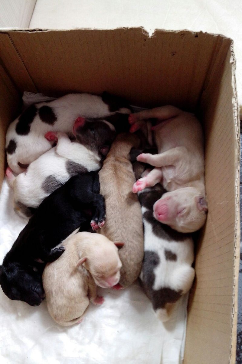 Kennel Club São Paulo