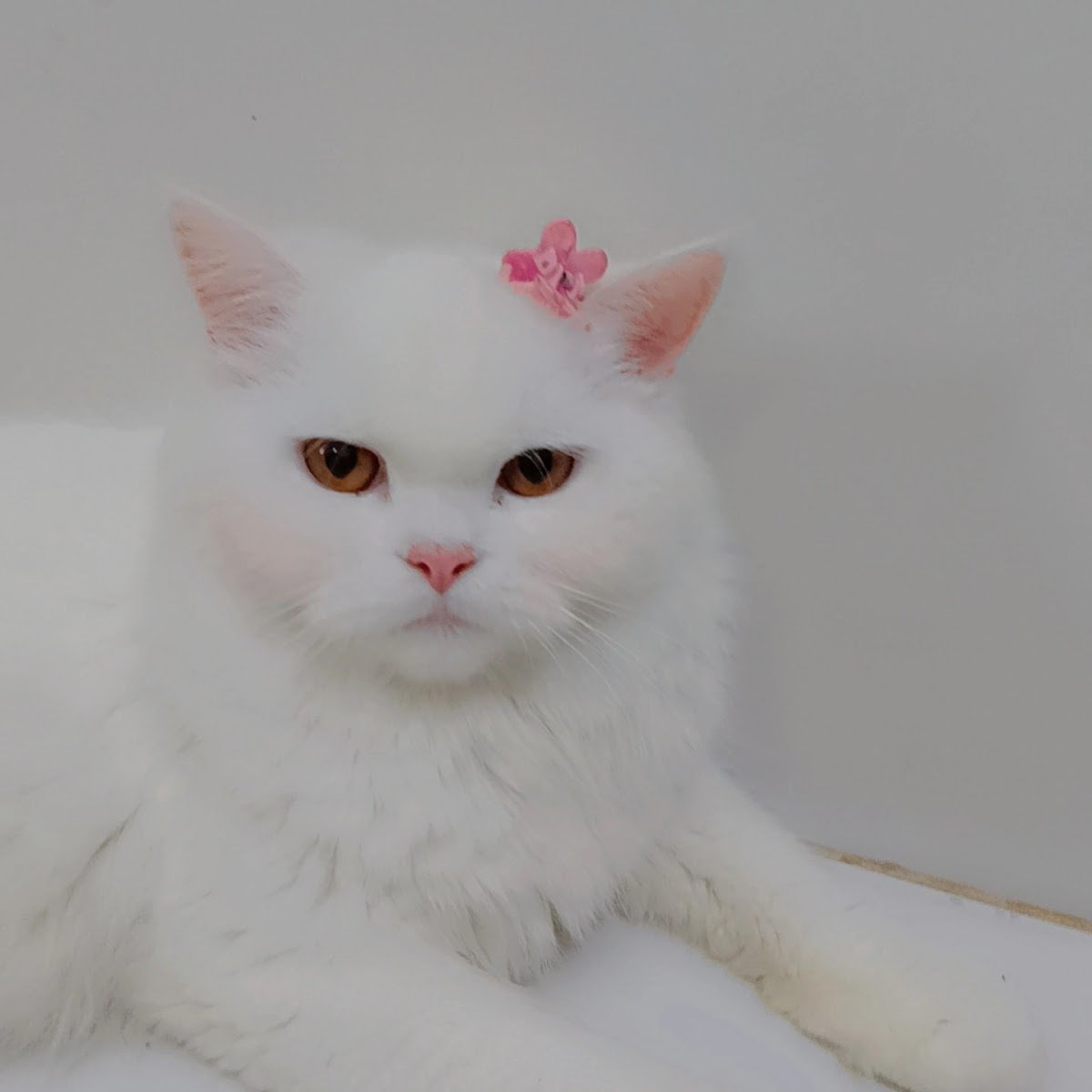 Mini cat shop - Photo 2