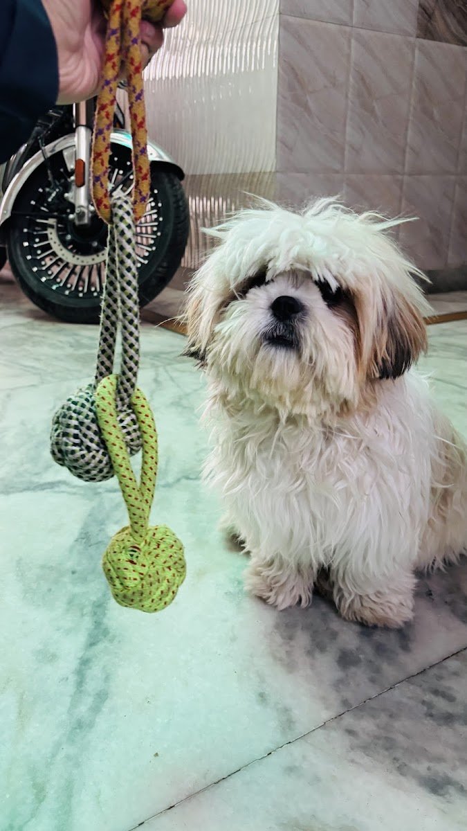 Collar & Leash Co. - Photo 2