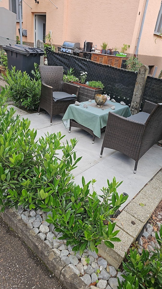 Deckkater-BKH-Britisch Kurzhaar - Foto 2