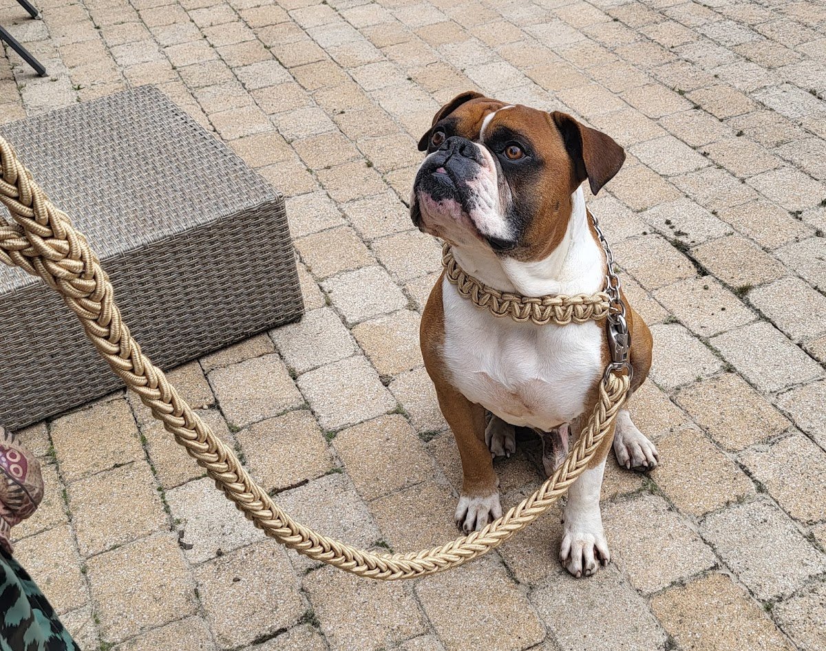 StrongDogs U.S. - Foto 2
