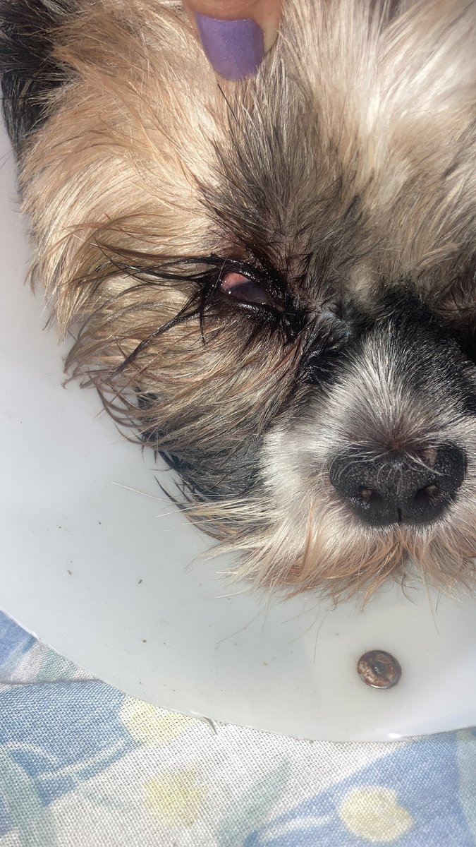 Centro Veterinário Pet Shop