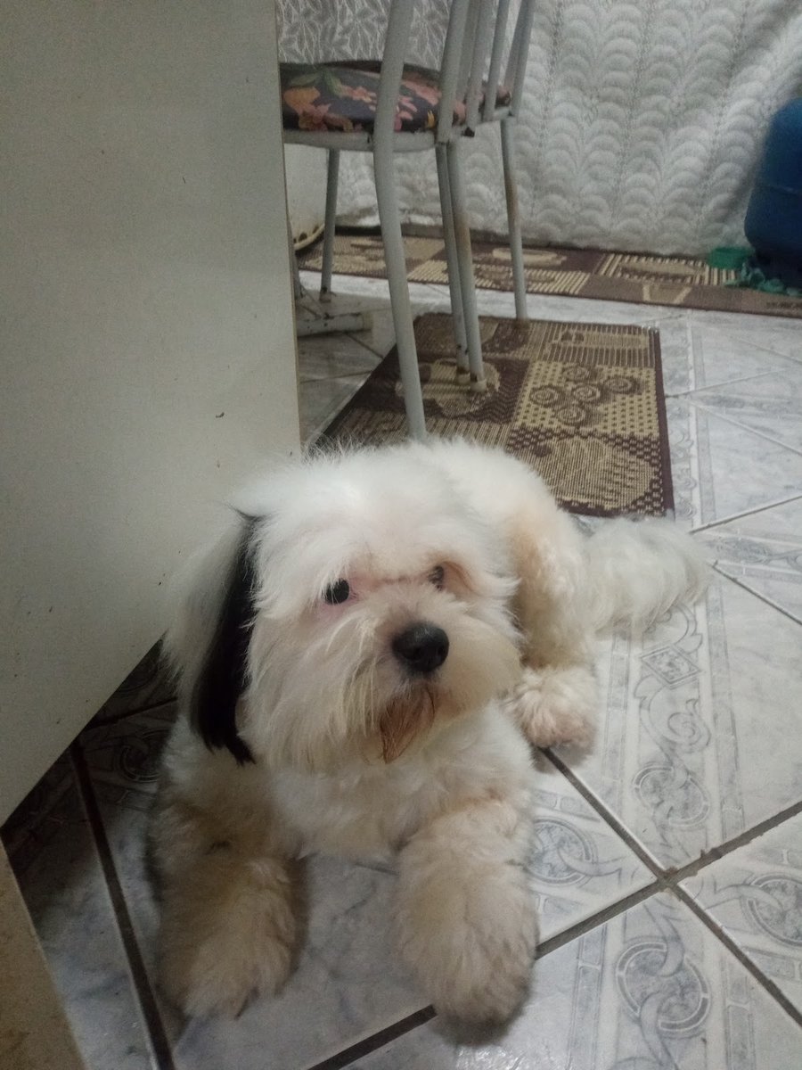 Veterinária Paraíso