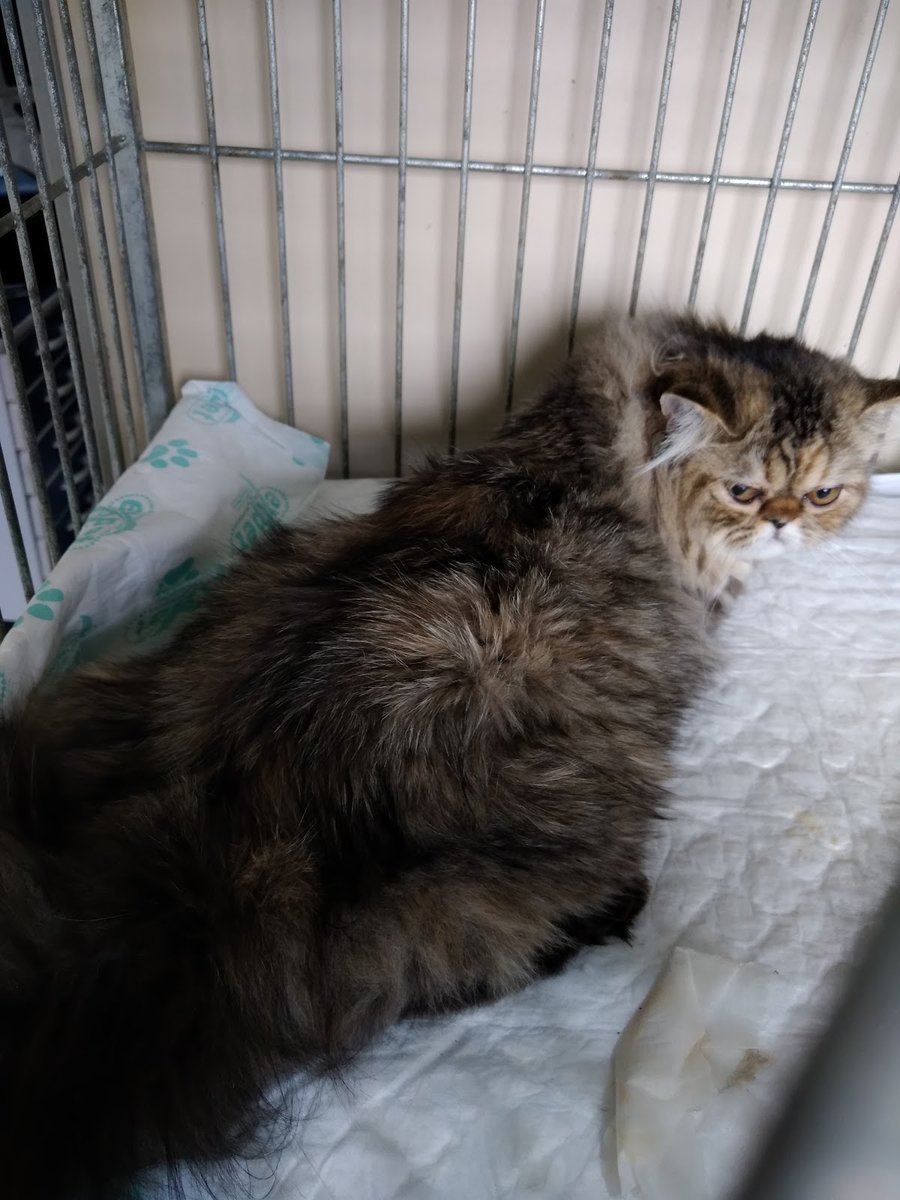 Clínica Veterinária Paparelli