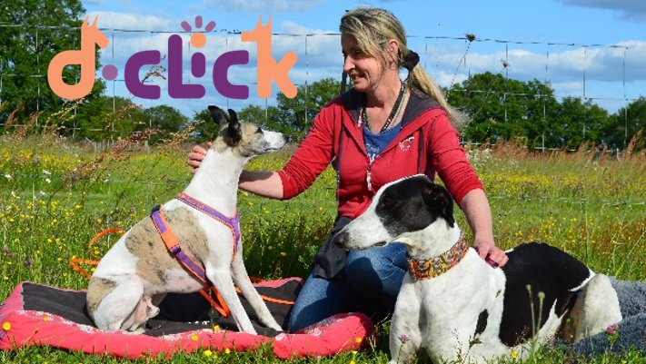Dclick comportement canin/équin/toilettage