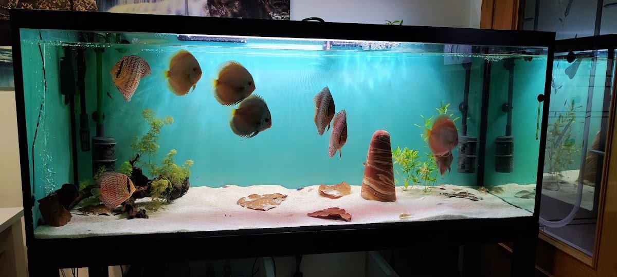 Peces Disco S.L. - Foto 2