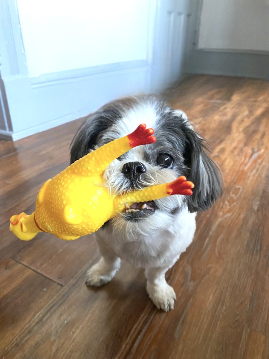 Clínica Veterinária PetFort