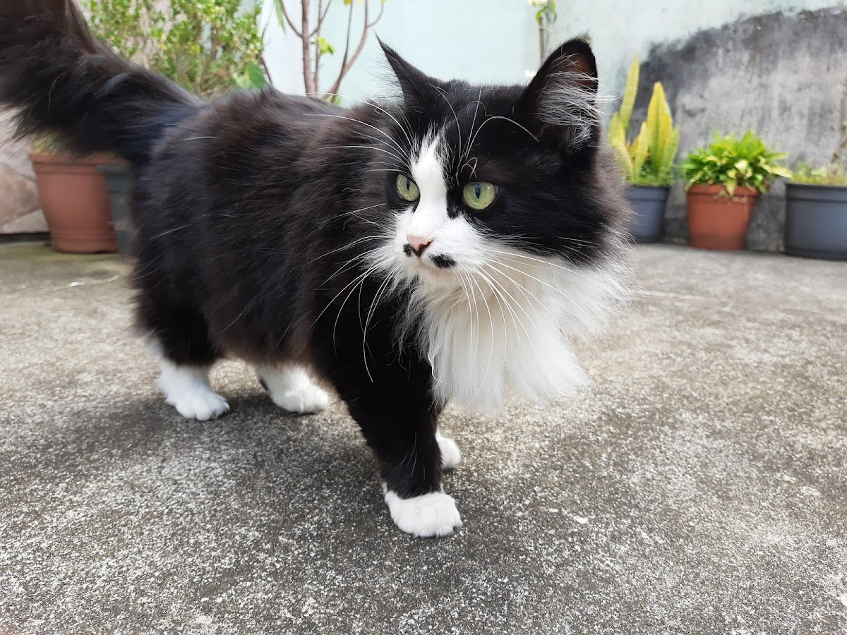 Clínica Veterinária Cachorrada