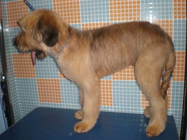 Nagusican Peluqueria Canina - Tienda Especializada - Piensos - Foto 2