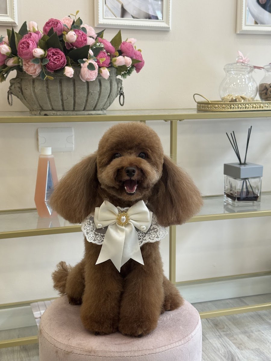 PRILTON - Pet Spa - Foto 2