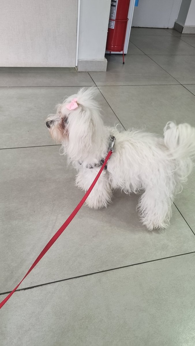 SOS Animal Veterinária