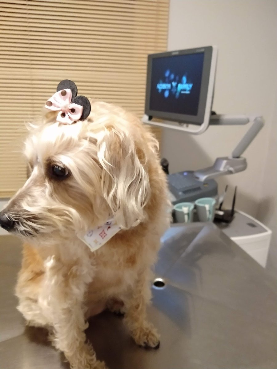 Faro Diagnósticos Veterinários - São Roque