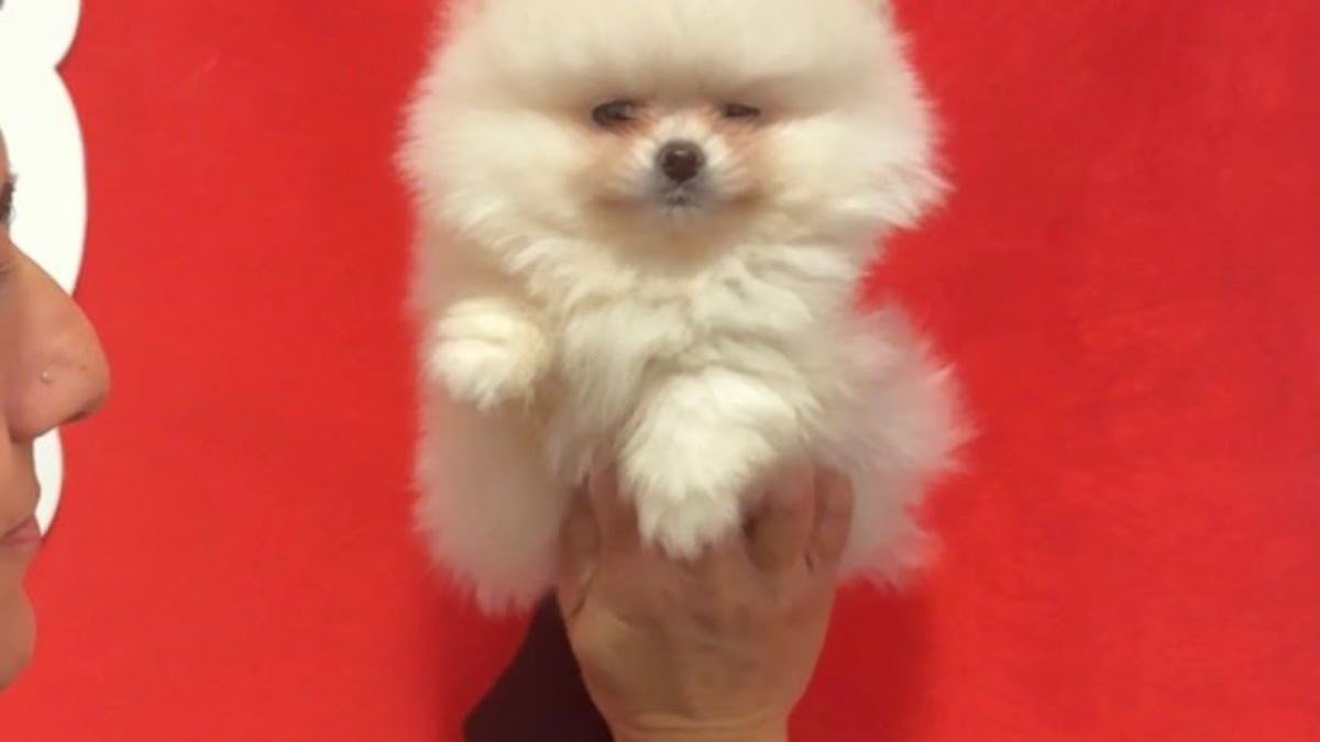 Allevamento Baby Dog