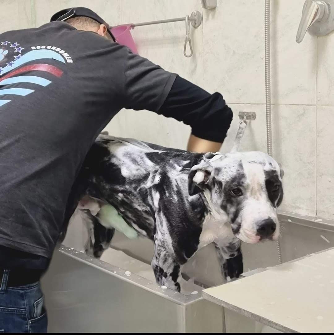 Animali In Forma Da Pluto E Kira Di Passante Bruna - Foto 2