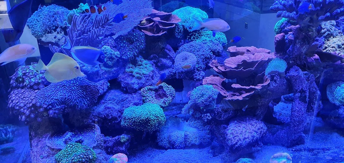 Coralsproject - Foto 2