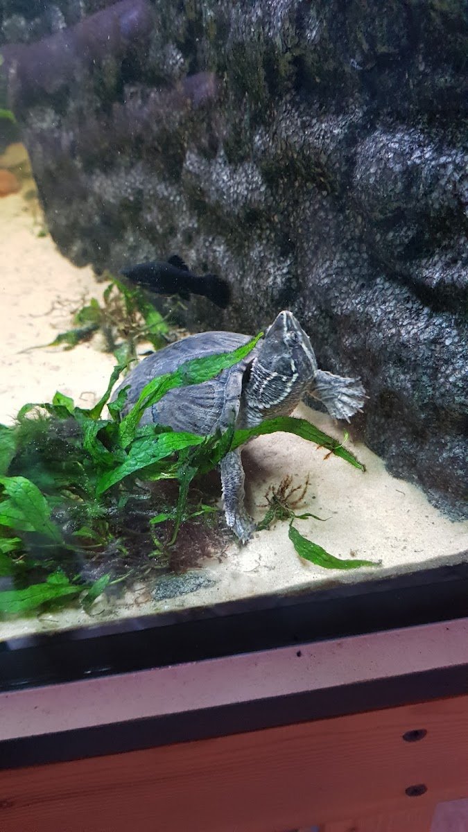Acquario Tropicale - Foto 2