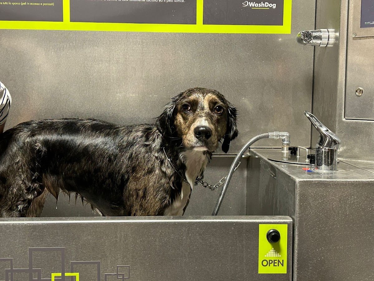 Wash Dog Torino Centro - Foto 2