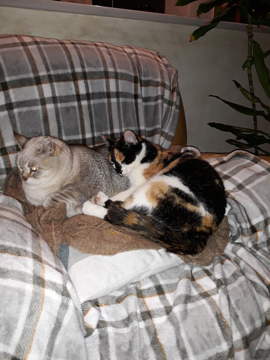L'Ora degli Animali - Foto 2