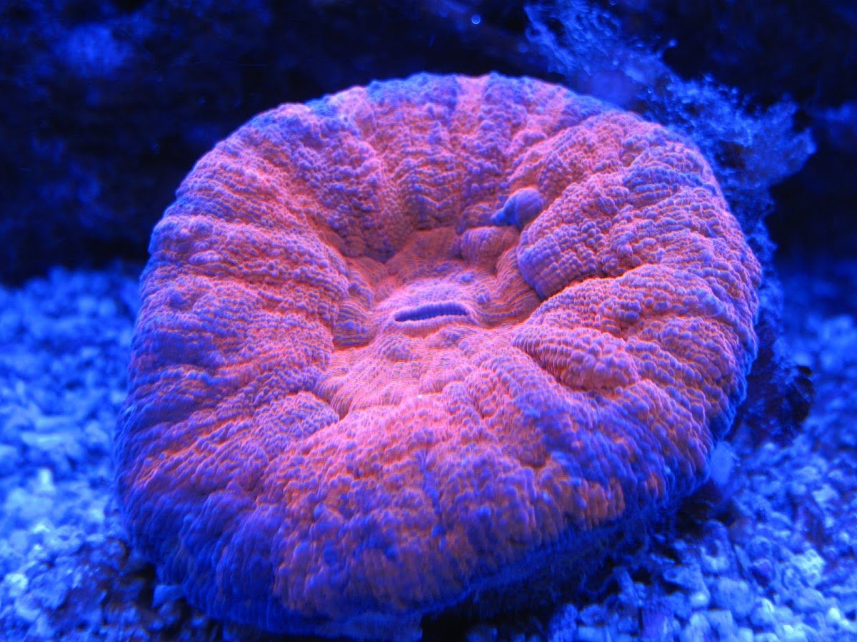 Follie d'Acqua - Foto 2