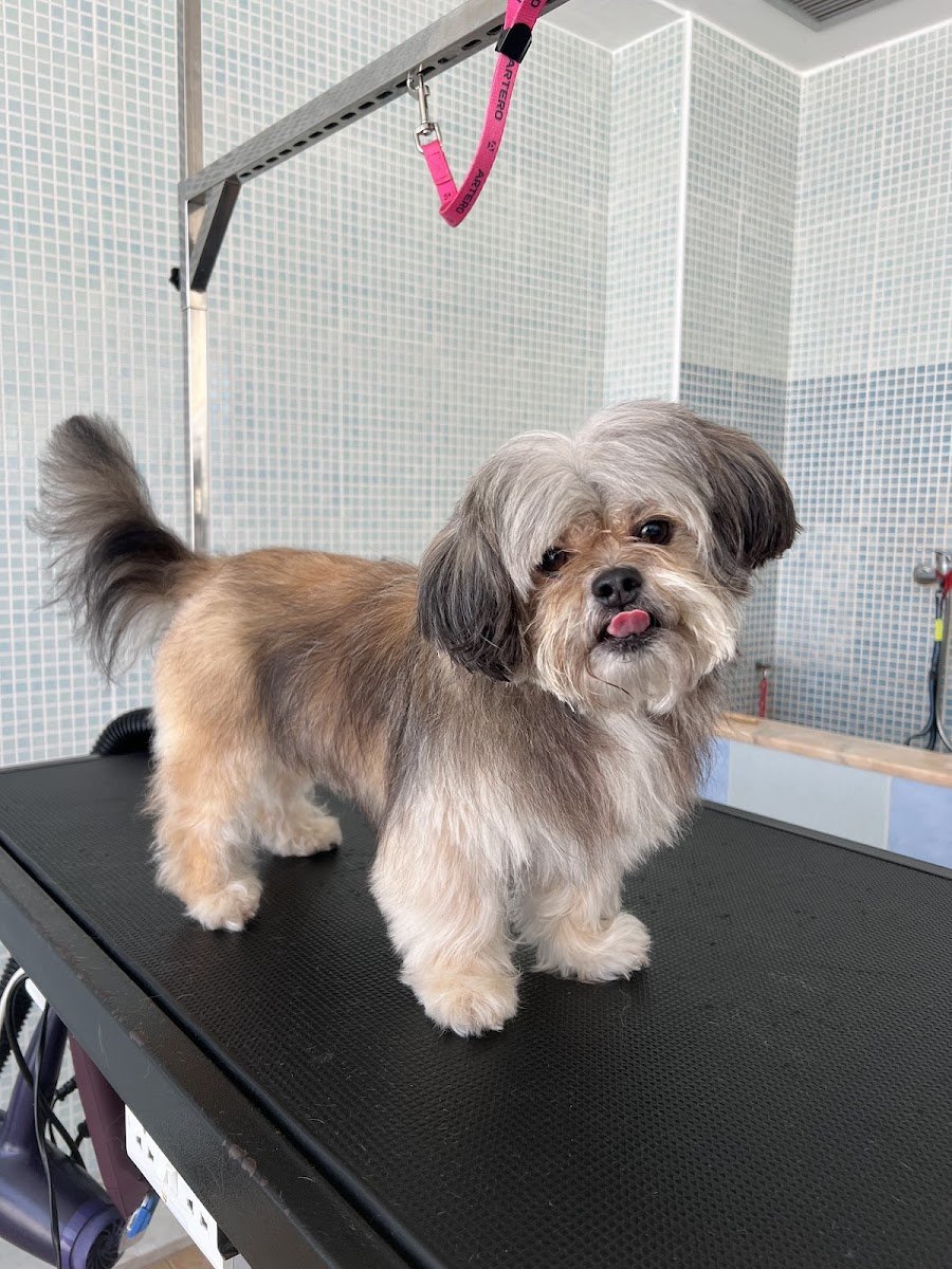Mello Grooming & Petsitting - Foto 2