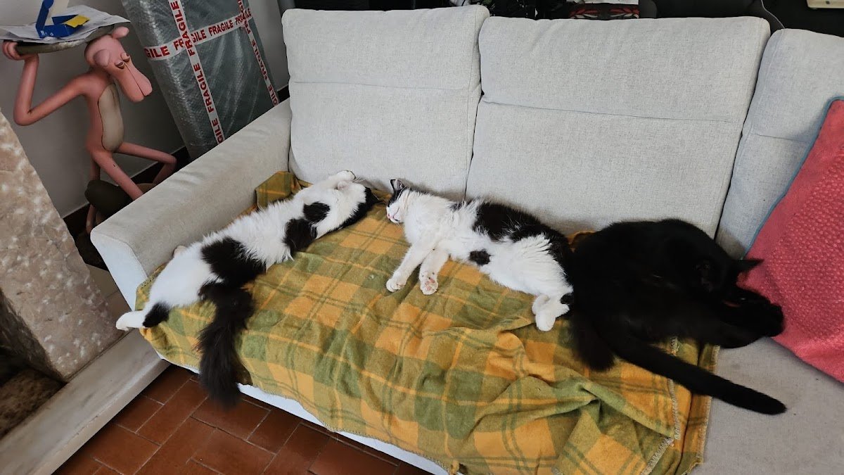 Quatro Patas - Foto 2