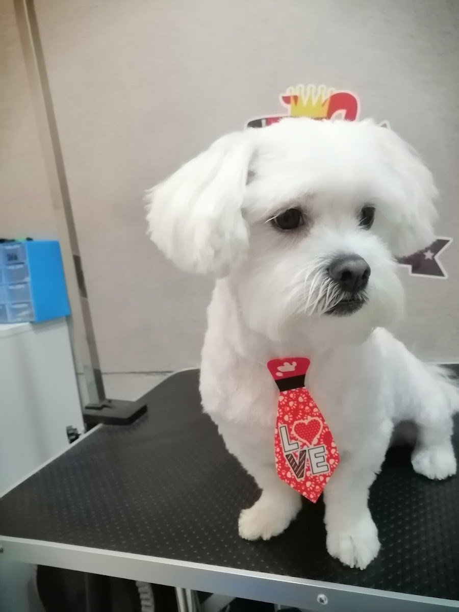Império dos Pets - Foto 2