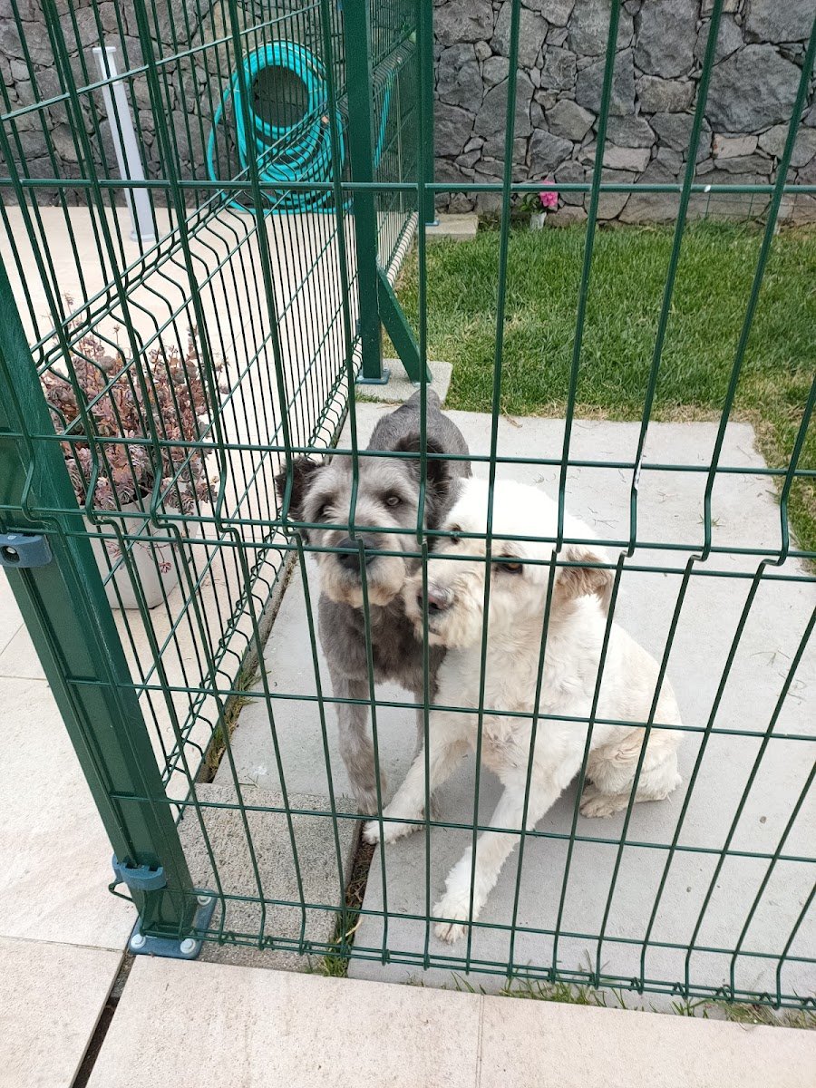 casinha da bichrada - Foto 2